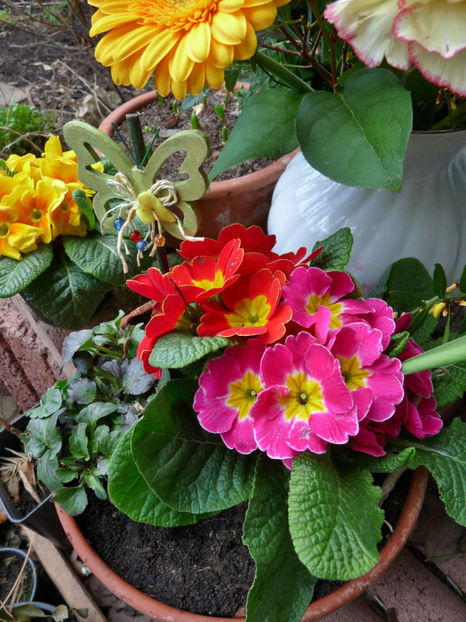 P2050632 - 2017 - 01 - Primavara