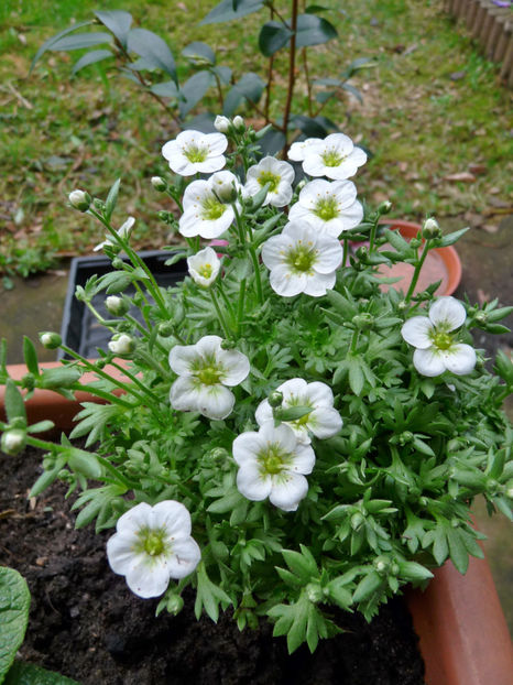  - 2017 - 01 - Primavara