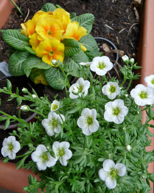 P2050866 - 2017 - 01 - Primavara