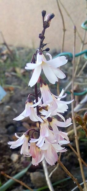 Abeliophyllum distichum roseum - Gradina 2017