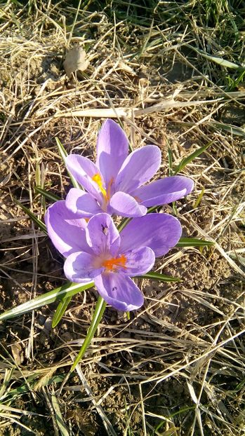  - Gradina 2017