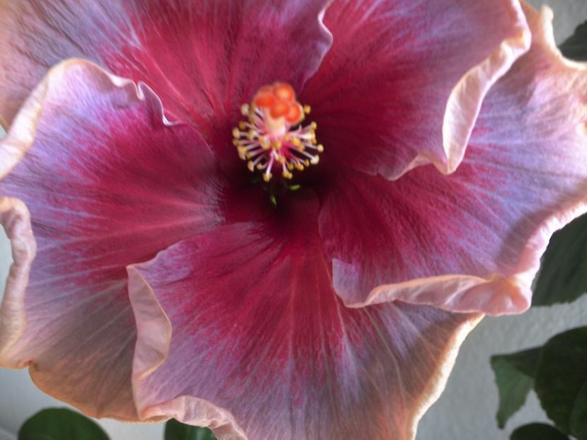 Divine Grace - 0Hibiscus in colectie infloriti