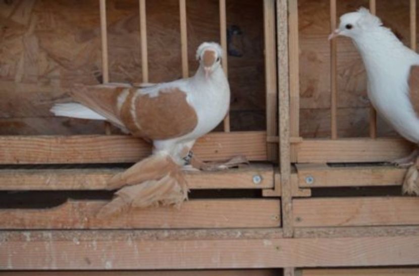 108782204_FKCEFOV3 - Arhiva porumbei