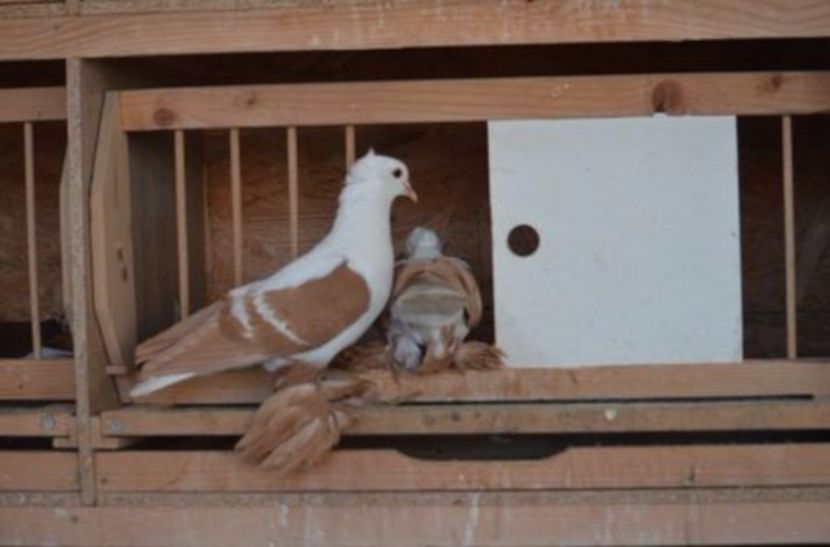 108782232_YKJDQQJ - Arhiva porumbei