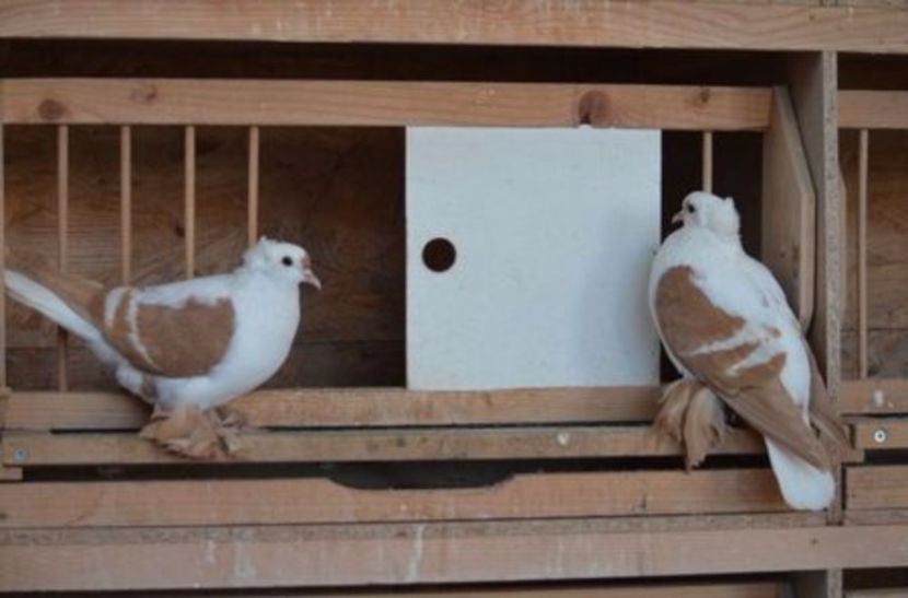 108782240_WGODUKM3 - Arhiva porumbei