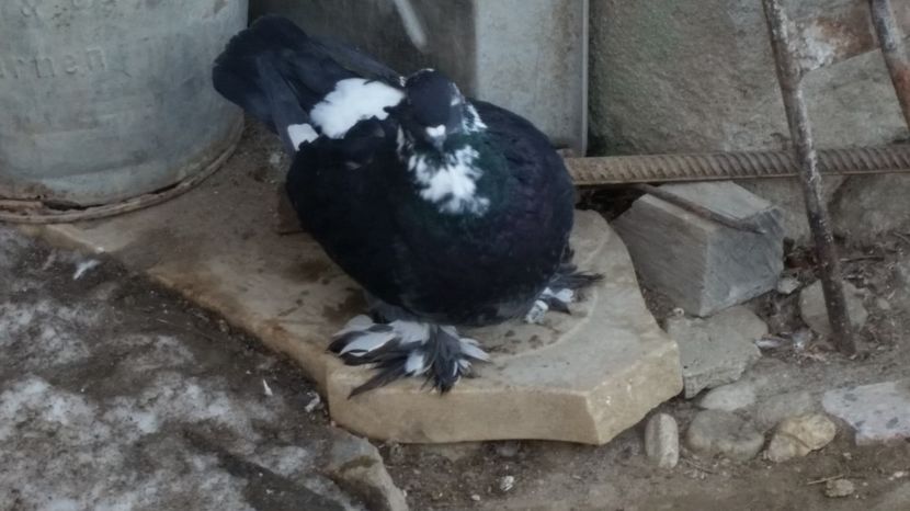  - ROMAGNOLI PORUMBEI