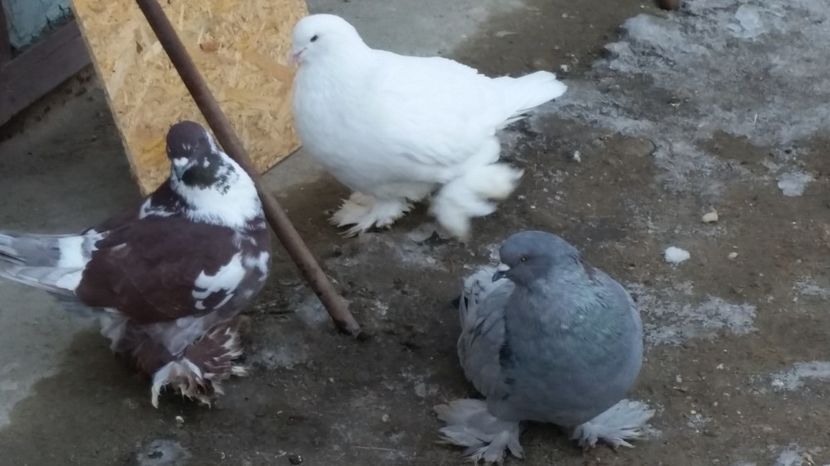  - ROMAGNOLI PORUMBEI