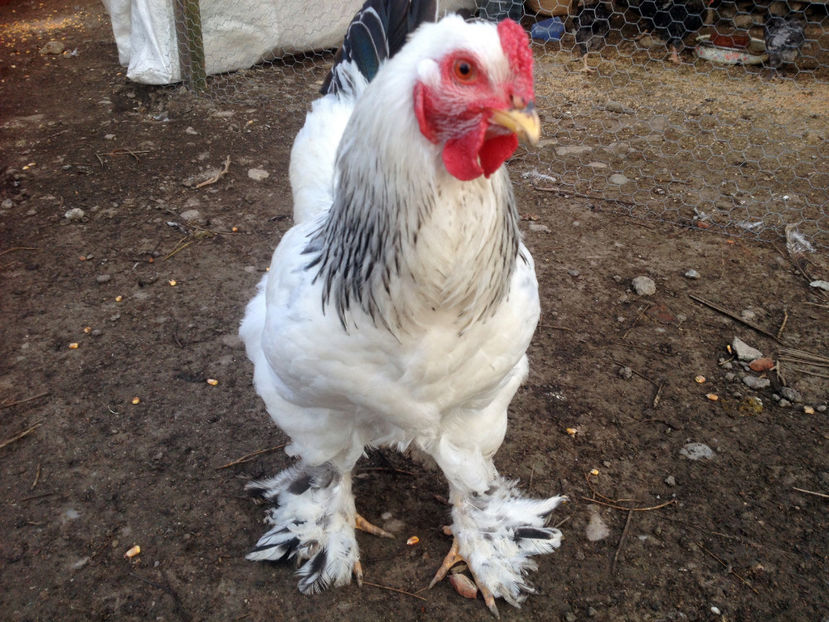 Curiosu - De prin curte adunate 2017