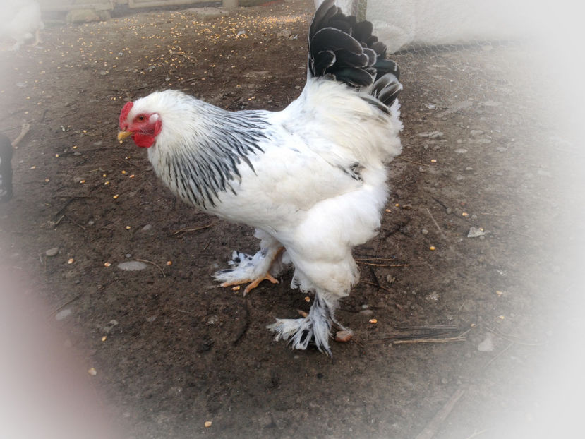 Curiosu2 - De prin curte adunate 2017