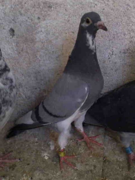  - Pui 2017-2018 -2019-2020 -2021-matca-doici-vind aproape tot lotul