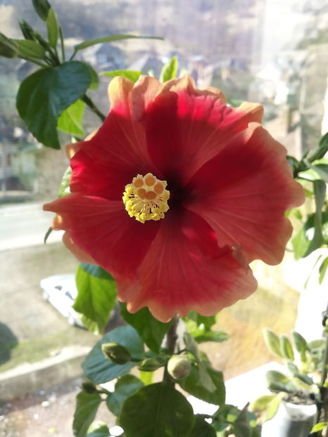  - Hibiscus Oberon