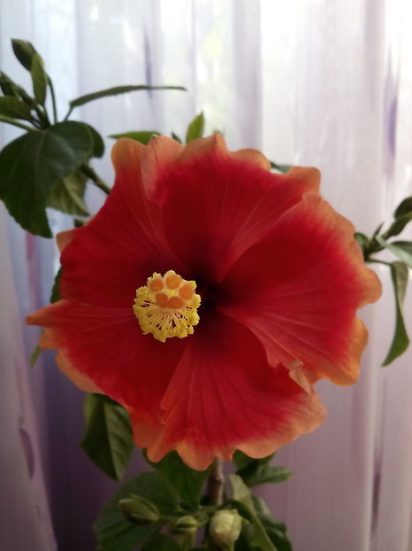  - Hibiscus Oberon