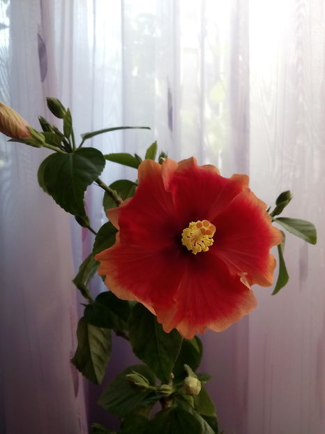  - Hibiscus Oberon