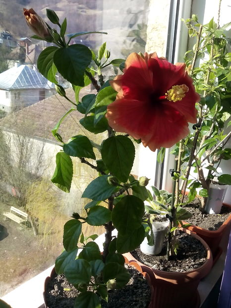  - Hibiscus Oberon