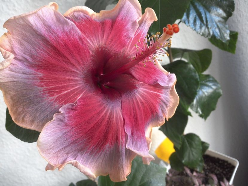 WIN_20170323_100701 - 0Hibiscus in colectie infloriti