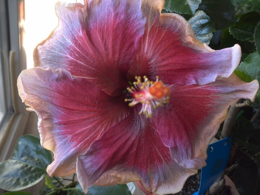 Divine Grace - 0Hibiscus in colectie infloriti