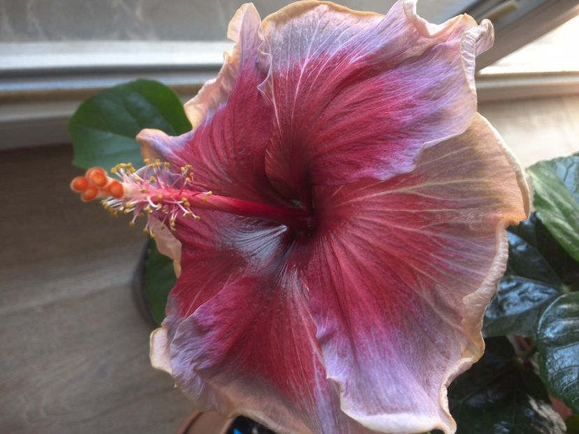 Divine Grace - 0Hibiscus in colectie infloriti