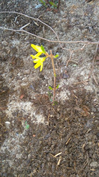 Forsythia intermedia - Diverse