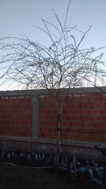 Salix babilonica - Arbori -arbusti ornamentali de exterior si liane