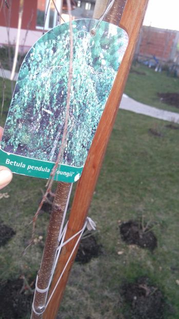 Mesteacan - Arbori -arbusti ornamentali de exterior si liane