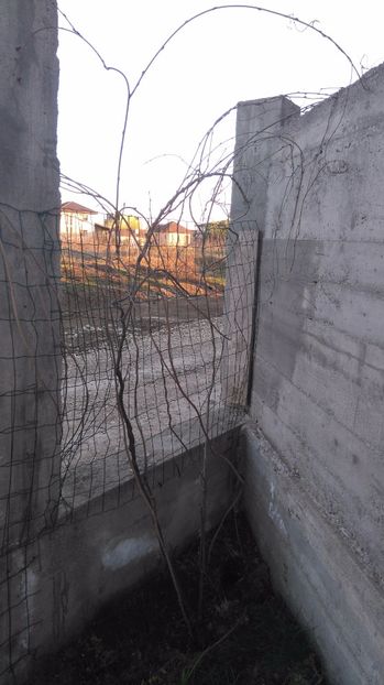 Wisteria sinensis - Arbori -arbusti ornamentali de exterior si liane