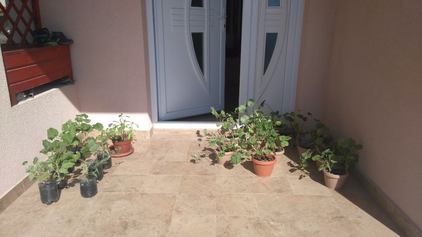  - Plante de interior
