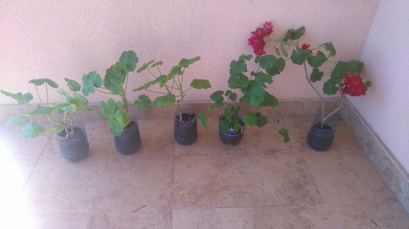  - Plante de interior