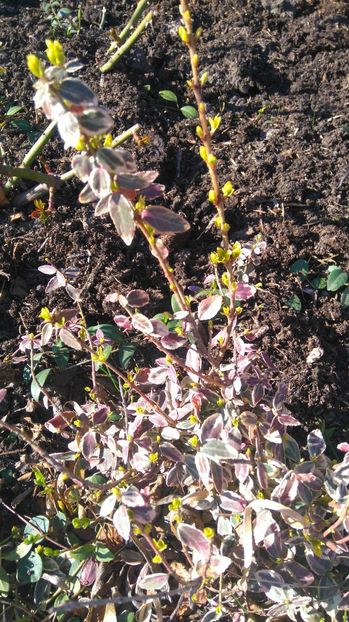 Frunze noi la Euonymus Emerald Gayeti - Arbori -arbusti ornamentali de exterior si liane