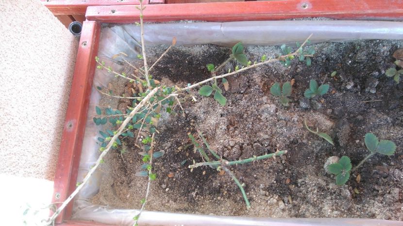 Schimbarea frunzelor la Lonicera pilleata - Arbori -arbusti ornamentali de exterior si liane