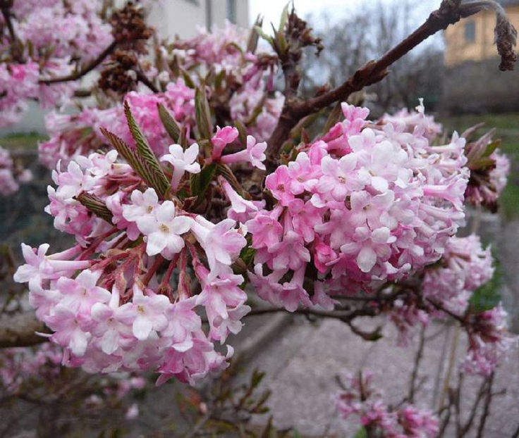 Viburnum badnantense dawen - DORINTE  - PLANTE SI ARBUSTI 2017