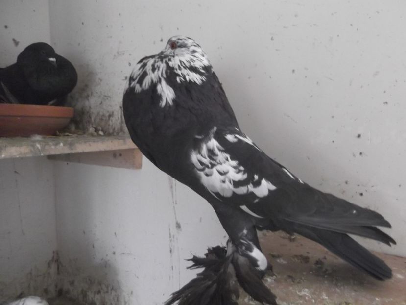  - serie limitata pt 2017