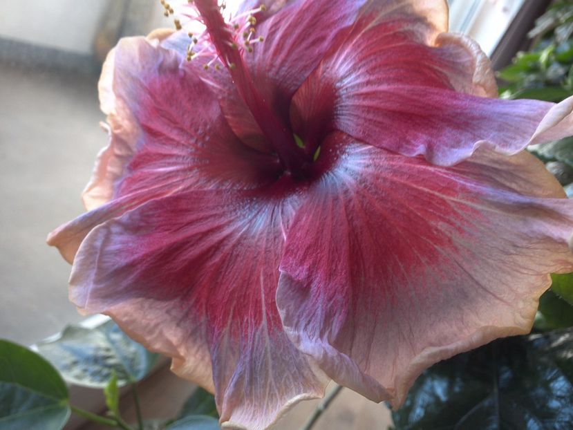 WIN_20170323_105704 - 02Hibiscus