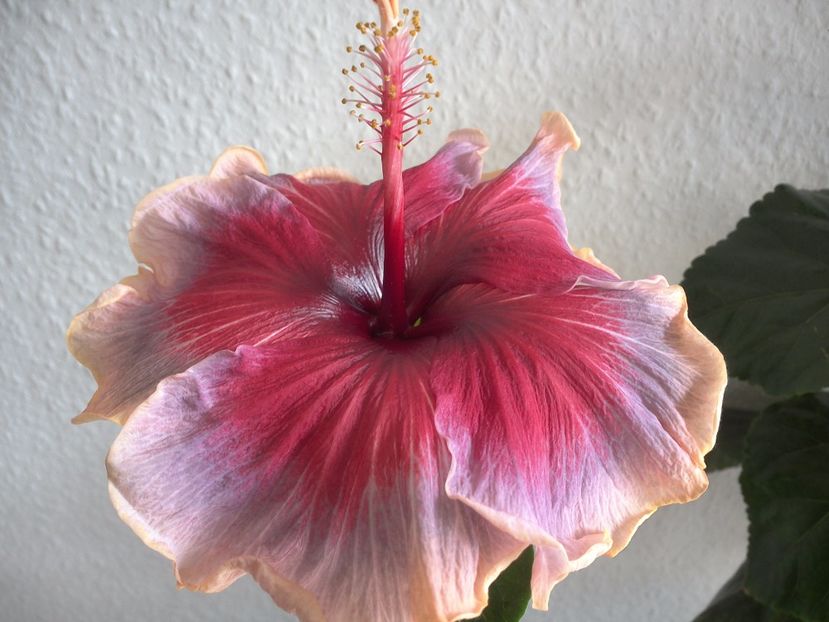 WIN_20170323_132255 - 02Hibiscus