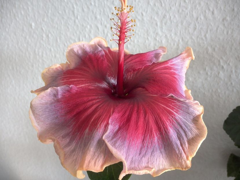 WIN_20170323_132309 - 02Hibiscus