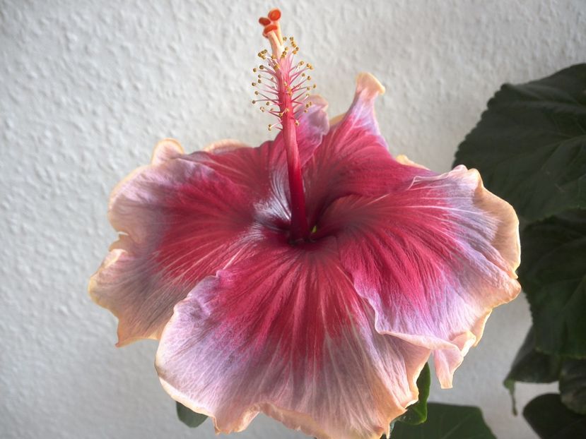 WIN_20170323_132344 - 02Hibiscus