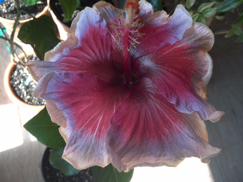 WIN_20170323_132453 - 02Hibiscus