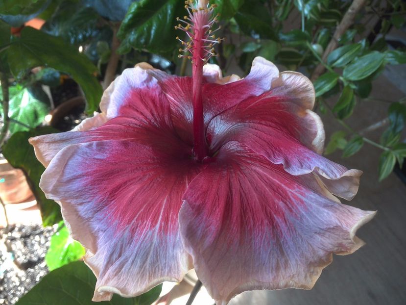 WIN_20170323_132505 - 02Hibiscus