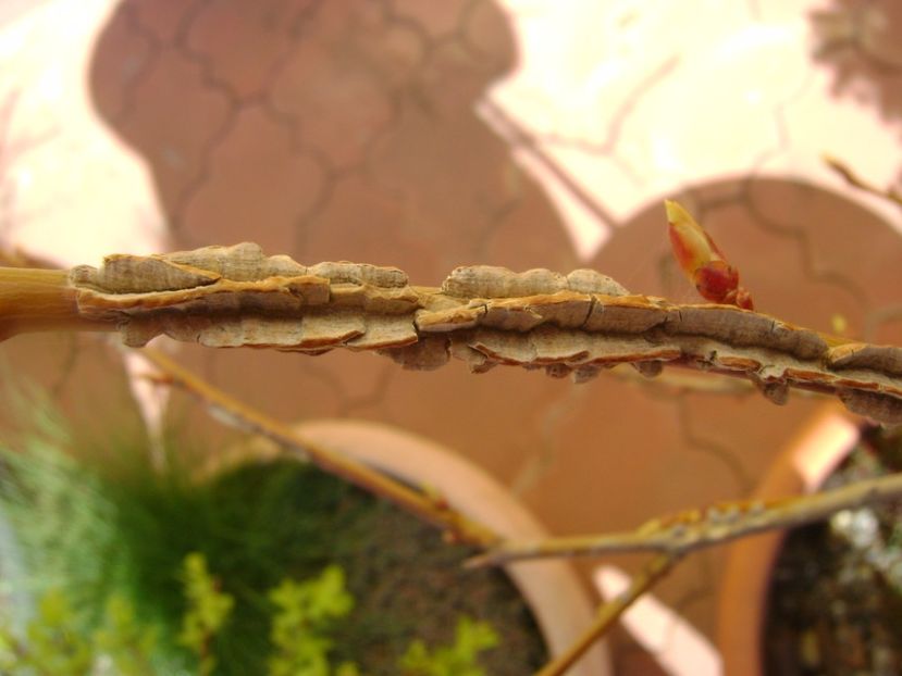 Liquidambar, muguri - Bonsai si prebonsai 2016-2017