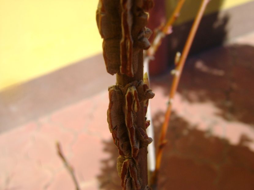 Liquidambar, muguri - Primavara 2017