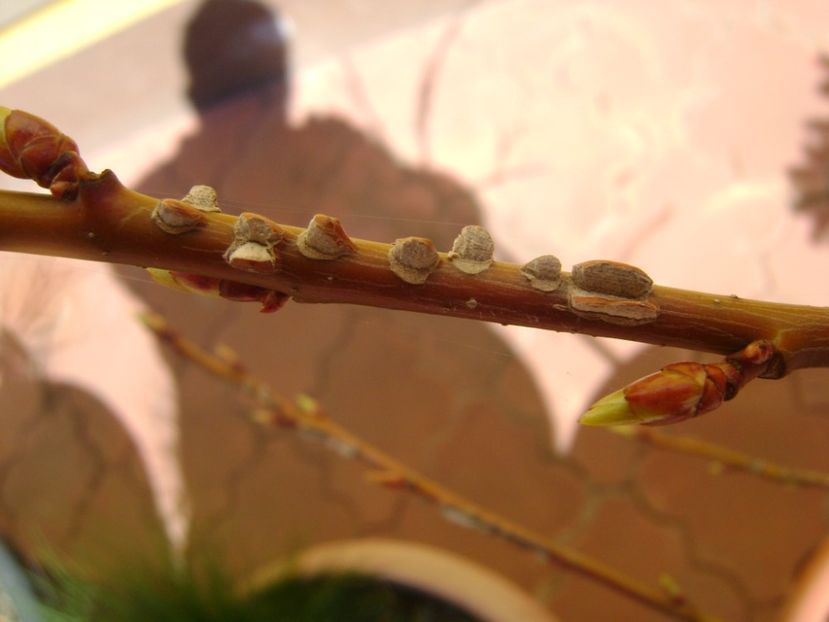 Liquidambar - Primavara 2017