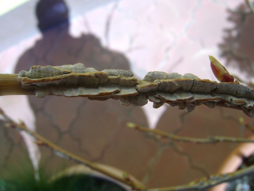 Liquidambar - Primavara 2017