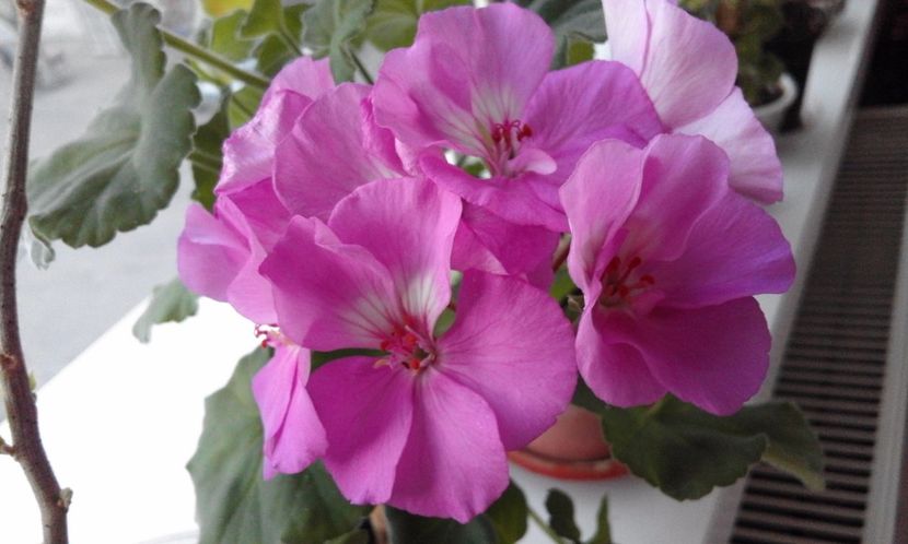 Blue Wonder - Flori 2017