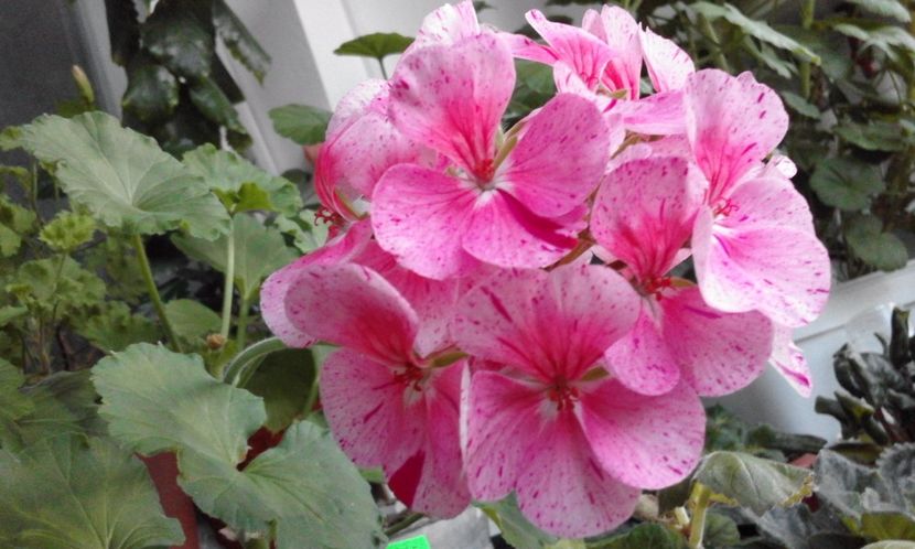 Sunburst - Flori 2017