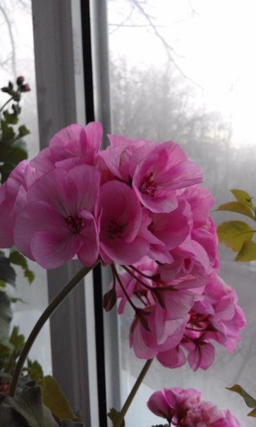 Pelargonie Oppskrift - Flori 2017