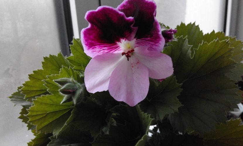 Vicky Clair - Flori 2017