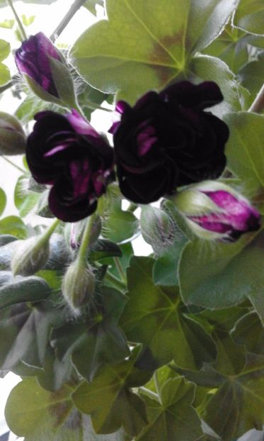 Muscata curgatoare neagra - Flori 2017