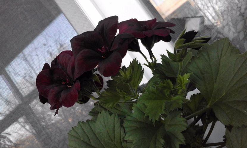 Springfield Black - Flori 2017