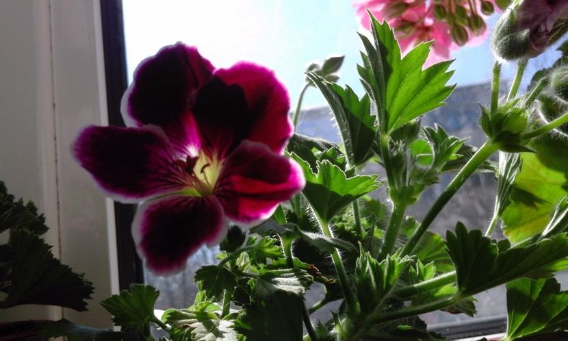 Imperial - Flori 2017