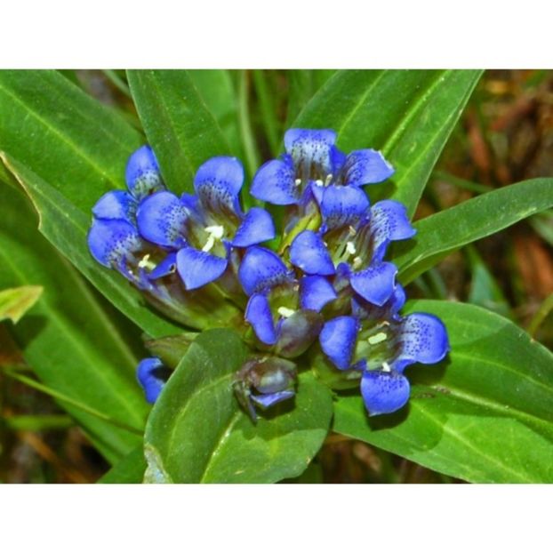 gentiana-cruciata - d Comanda plante noi achizitii 2017