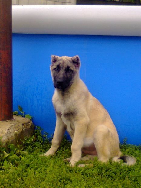 Fotografie0075 - Paza Iepurasilor